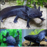 The Bestest Axolotl group