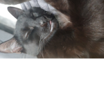 Cute cat people love cat