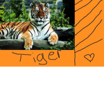 Tiger fans!