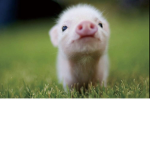Pigs side