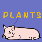 Fern's Plants