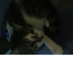 This is my cat Group. Be nice to him