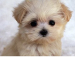 Fluffy Cute Puppies