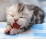 Cutest kittens EVER!!!!!!!!!