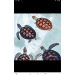 Turtle_crue