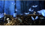 ~_Midnight Meadows_~