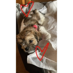 PUPPYS LOVE PUPPYS