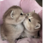 kitty kill