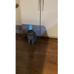kittengroup2