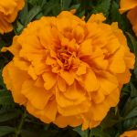 MarigoldClan!!