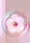 Star bubbles*