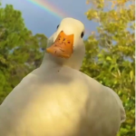 United ducksters