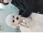 로벅스이벤트#룹
