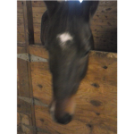 stop horse slaughters so i know my horse is ok