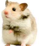Hampster Studios!