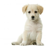 Hero Puppy Power