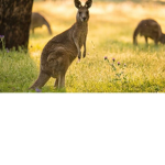 Kangaroo Noobs