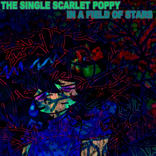the single scarlet poppy in a field of stars