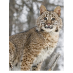 Bobcat nation