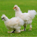 The Chicken!!