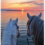 Diamond Horse Riding Academy
