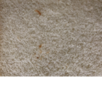 Army Of Breads