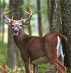-Deer Hunter-