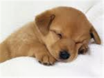 Save The Dogs!