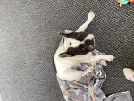 Dog or or cat group only