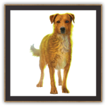 Survivor Dogs