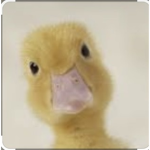 Chicken Nuggets and Ducks