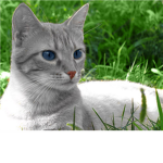 The cats of Crystal Clan