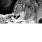 Wolfs accepted.