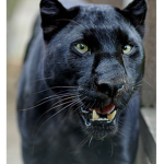 Panther$