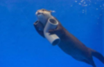 Otter Space<