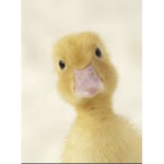 Duck squad!! X