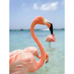 *+Flamingo+*
