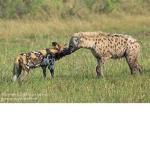 Dog and hyenas club