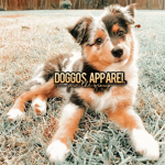 døggos apparel