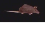 We, The Rats