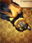 pittbull and rottweiler lovers