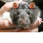 Rats Army, be a rat