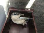 Cats are so cute squad