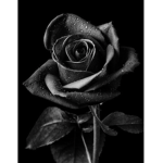 Black Roses of Roblox