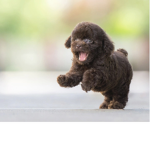 puppypeoplexoxo