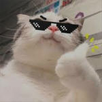 Fancy Cat Clan