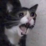 I ate my cats food
