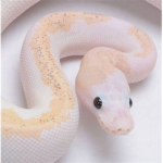 reptiles... <3