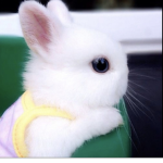 Rabbit creator