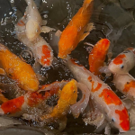 thefishpond